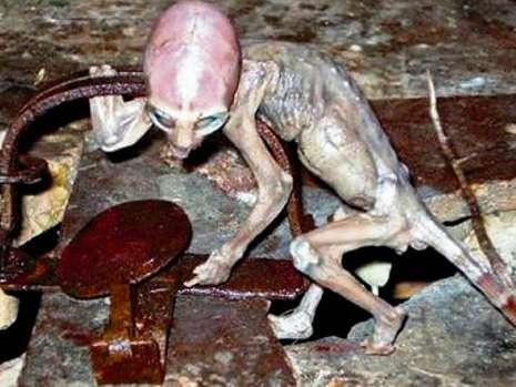 Klein und gar nicht klug: Alien in die Falle getappt!