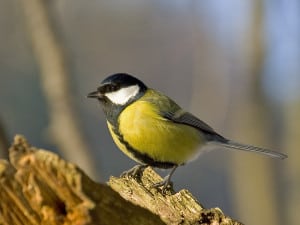 Devil in Disguise: diesem kleinen Vögelchen ist nicht zu trauen!