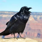 Grand Canyon Raven at Hopi Point 0081 – Foto Grand Canyon NPS – CC BY 2.0