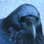 Raven Zoom – Foto jinxmcc – CC BY-ND 2.0