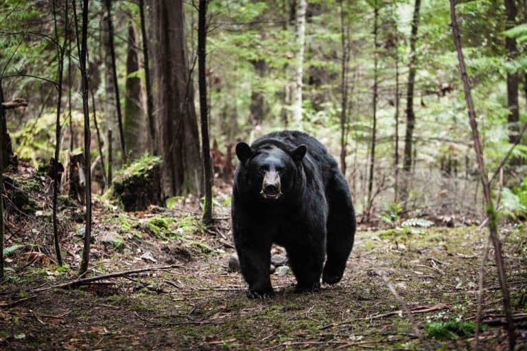 Bärchen vs. Pärchen: „Backcountry – Gnadenlose Wildnis“