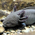 Axolotl_Uni_Konstanz